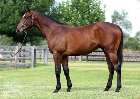 A Must Watch!! Race a Smart Missile Colt – Champion 1st Season Sire!