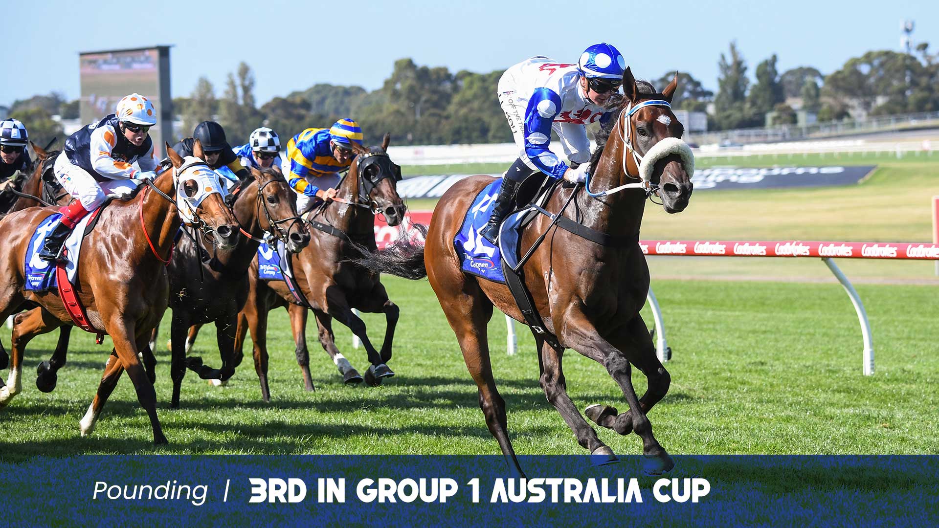 Pounding / 26 Starts-7:6:3. Prizemoney: $982,290. Group 3 Winner. 3rd in Group 1 Australia Cup.