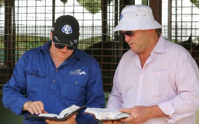 The Magic Millions 2024 Yearling Sale Commences Tomorrow!