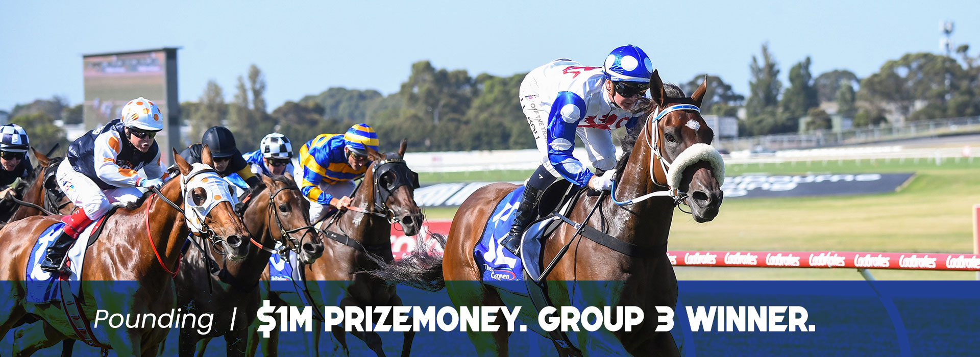 Pounding 26 Starts-7:6:3. Prizemoney: $982,290. Group 3 Winner. 3rd in Group 1 Australia Cup.