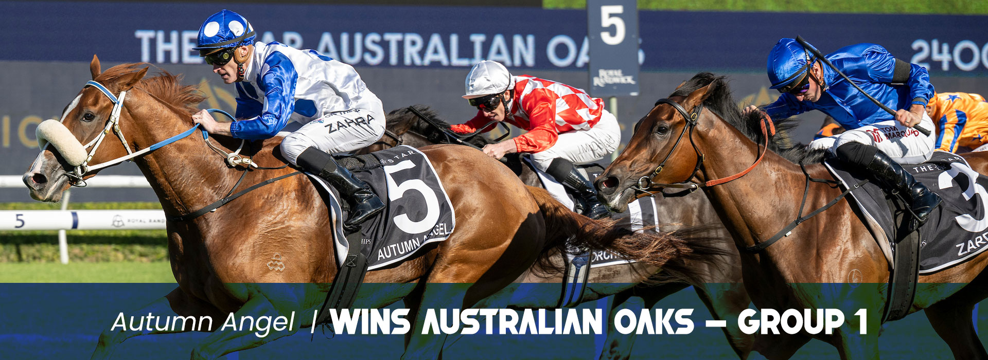 Pounding 26 Starts-7:6:3. Prizemoney: $982,290. Group 3 Winner. 3rd in Group 1 Australia Cup.